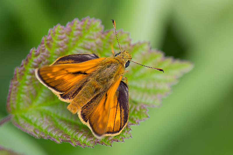 Rostfarbiger Dickkopffalter 2